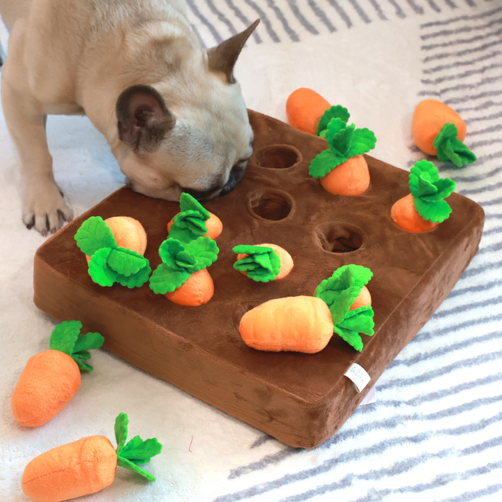 Carrot Patch Catch