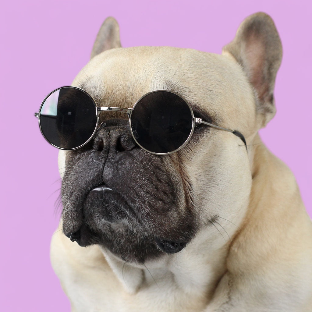 BEST Doggo Glasses