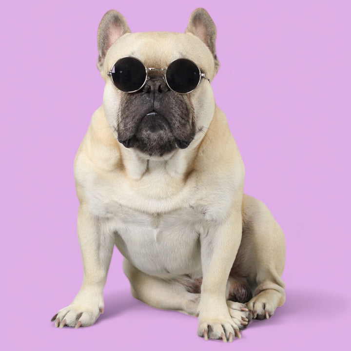 BEST Doggo Glasses