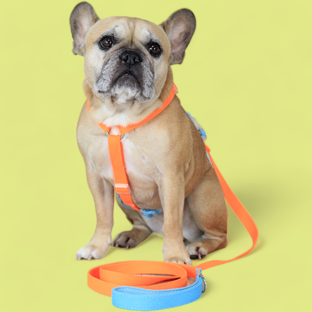 Double Strap Easy Peasy Harness - Electric Blue & Fanta
