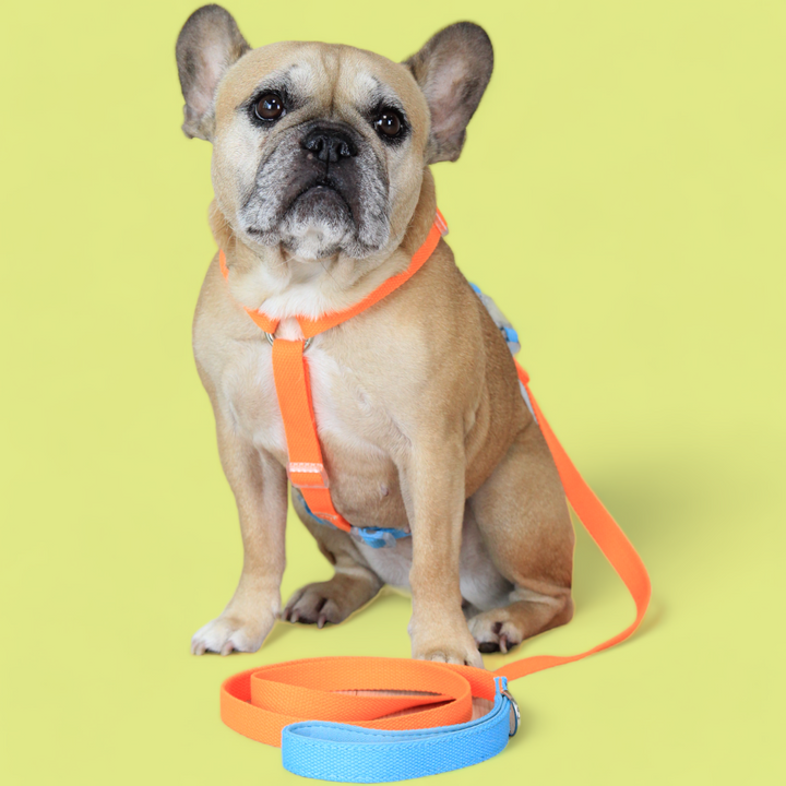 Double Strap Easy Peasy Harness - Electric Blue & Fanta