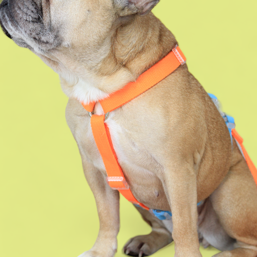 Double Strap Easy Peasy Harness - Electric Blue & Fanta