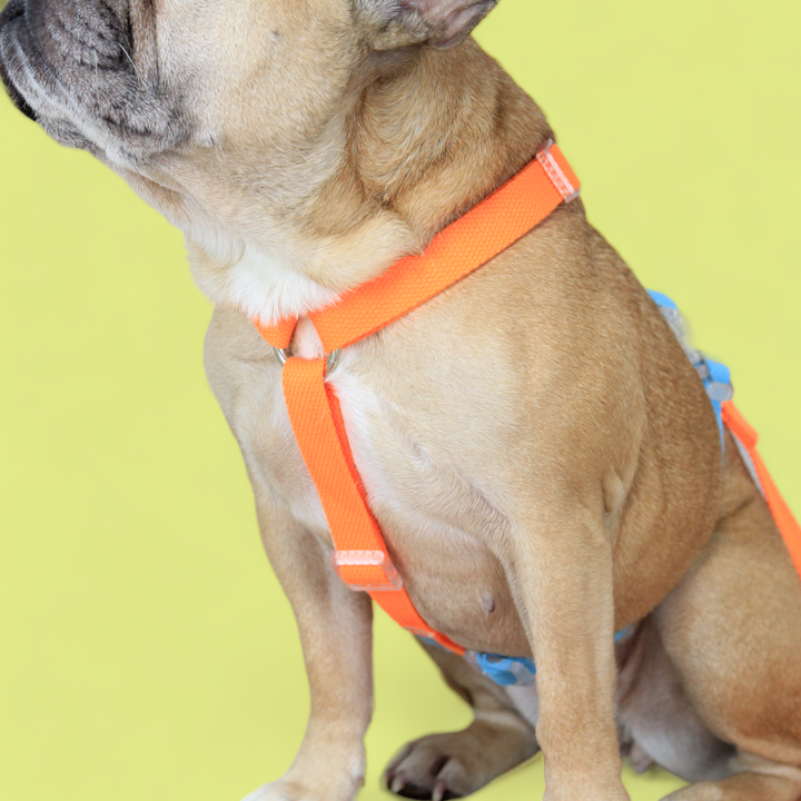 Double Strap Easy Peasy Harness - Electric Blue & Fanta