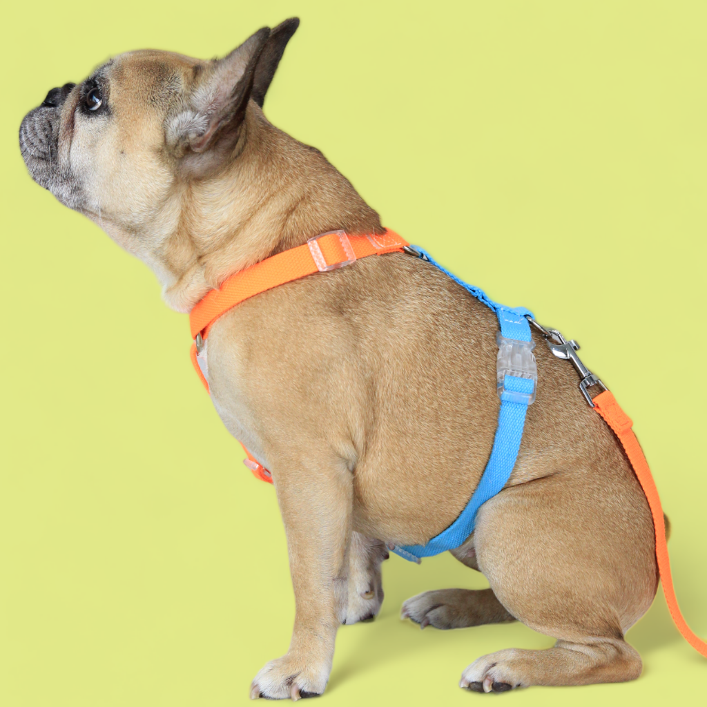 Double Strap Easy Peasy Harness - Electric Blue & Fanta
