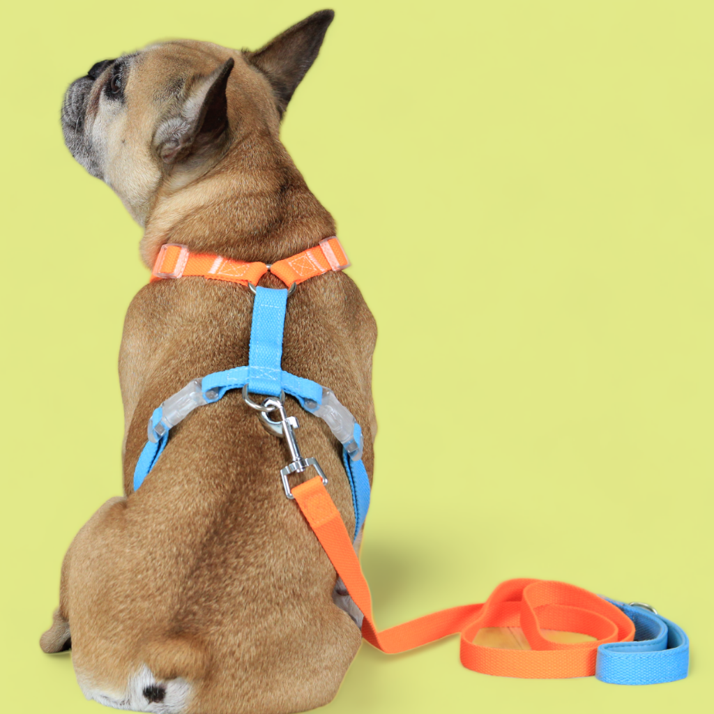 Double Strap Easy Peasy Harness - Electric Blue & Fanta