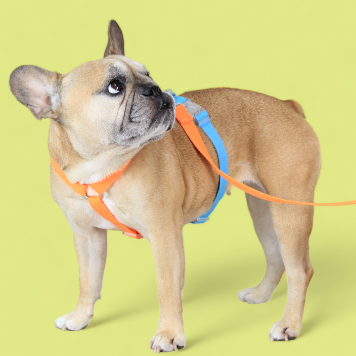 Double Strap Easy Peasy Harness - Electric Blue & Fanta