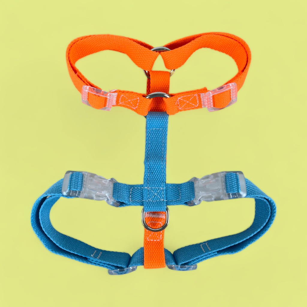 Double Strap Easy Peasy Harness - Electric Blue & Fanta