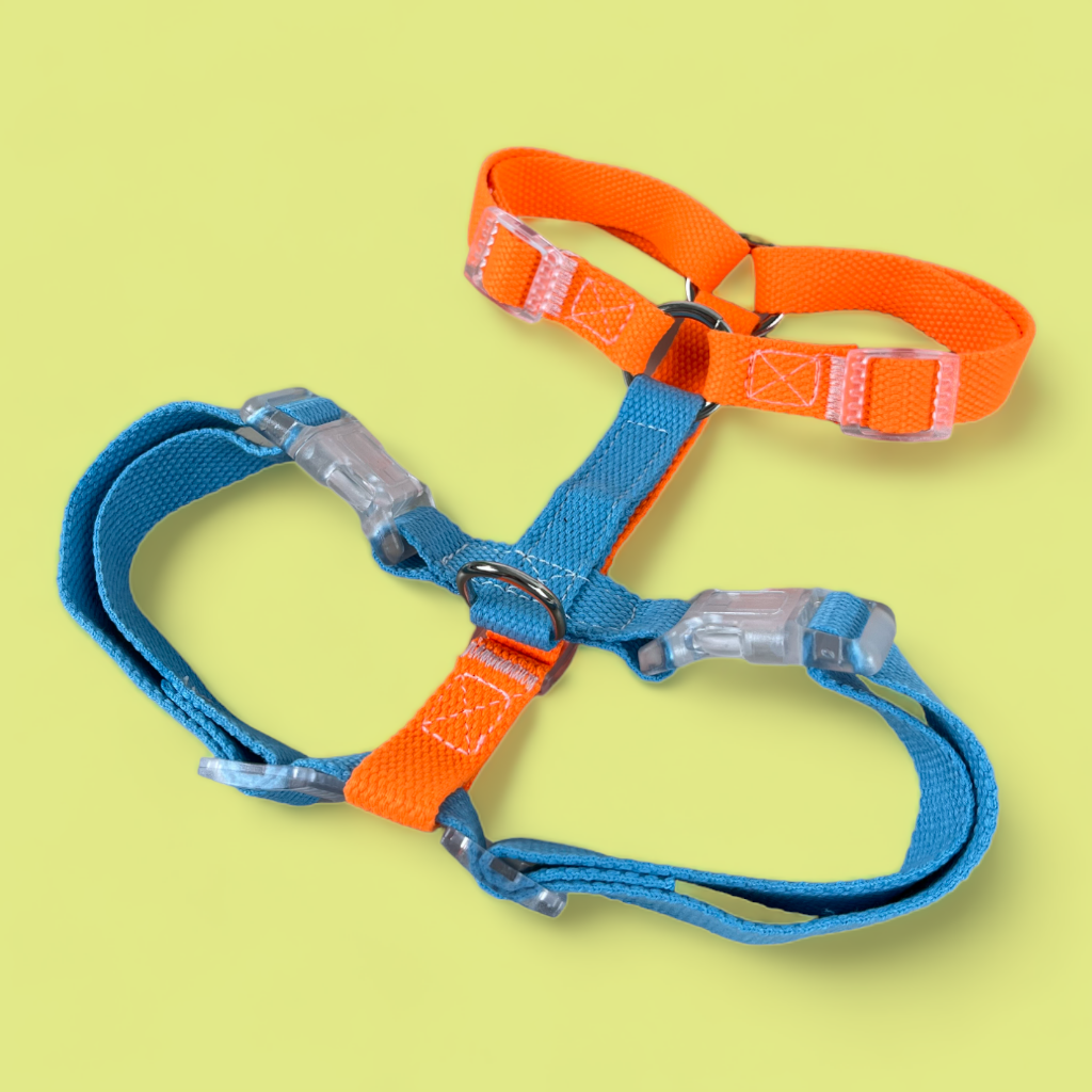 Double Strap Easy Peasy Harness - Electric Blue & Fanta