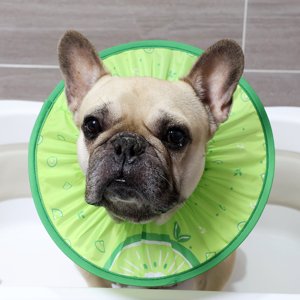 Doggo Shower Cap - Fruit