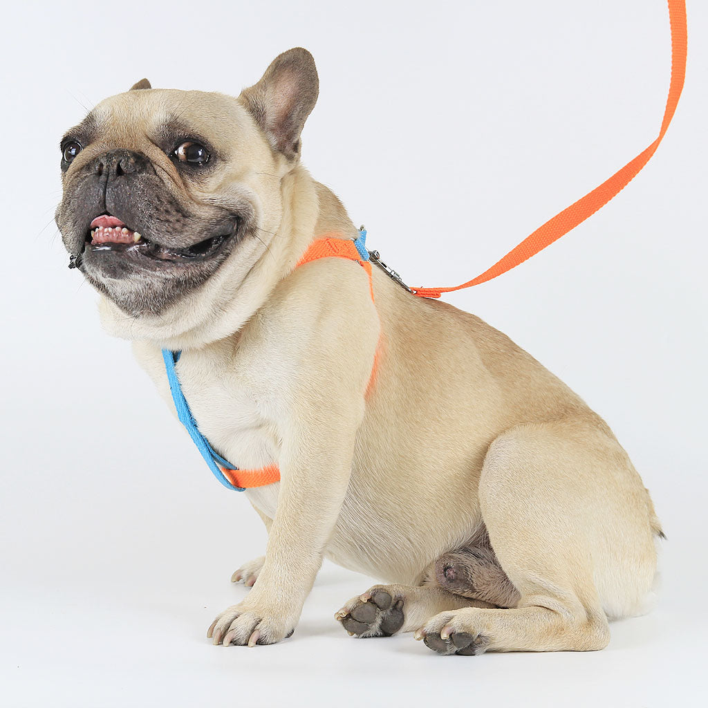 Electric Blue/Fanta Sleek Easy Peasy Harness Set