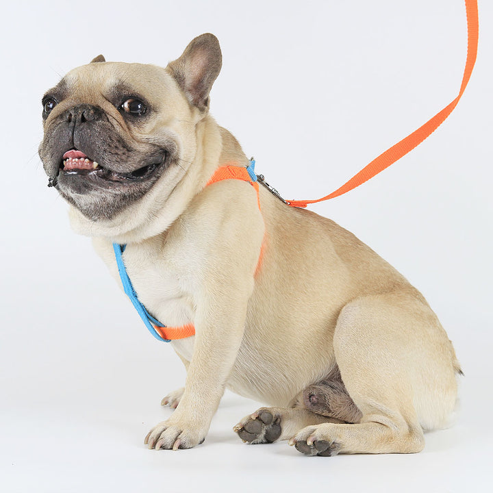 Electric Blue/Fanta Sleek Easy Peasy Harness Set