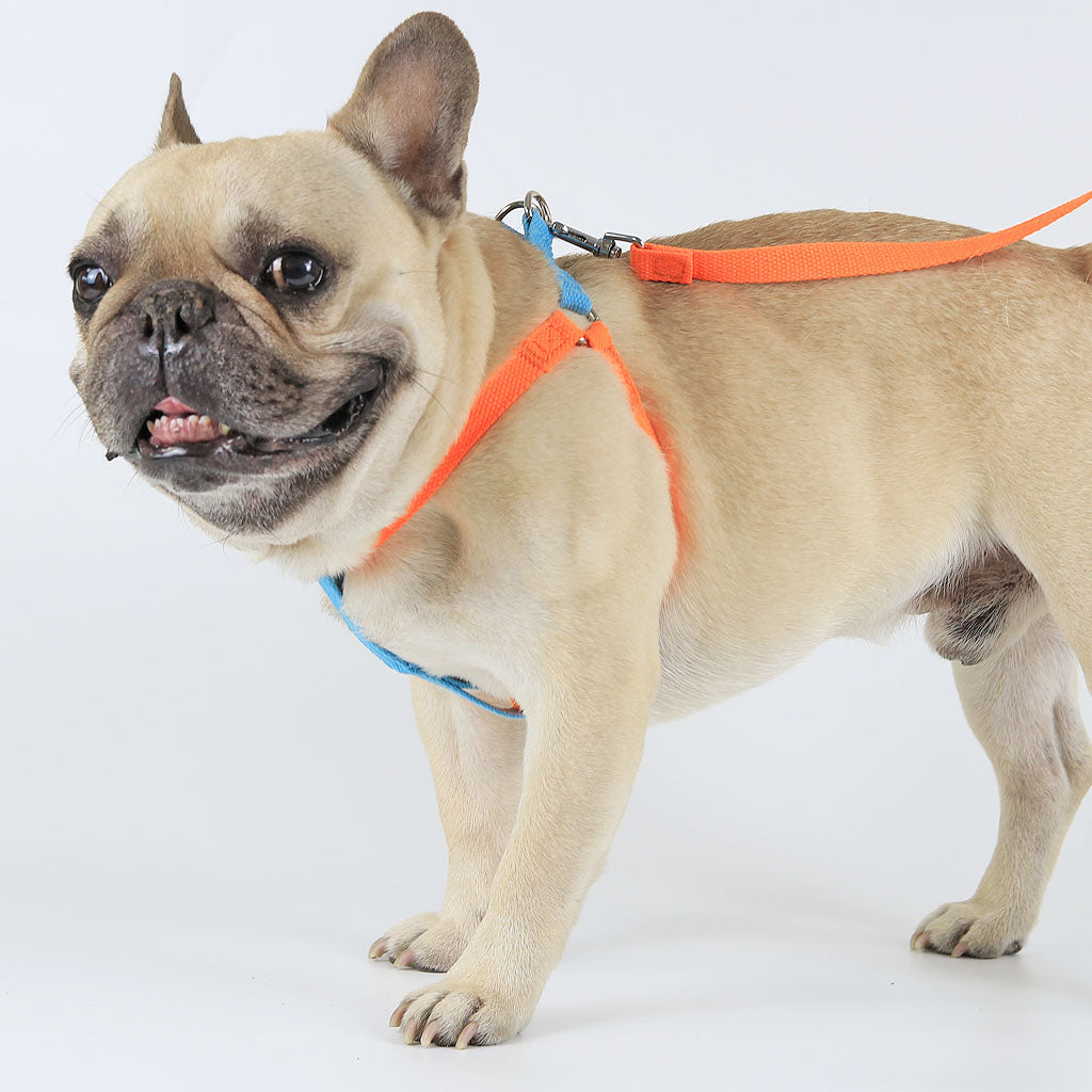 Electric Blue/Fanta Sleek Easy Peasy Harness Set