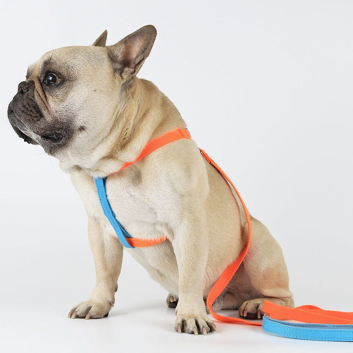 Electric Blue/Fanta Sleek Easy Peasy Harness Set