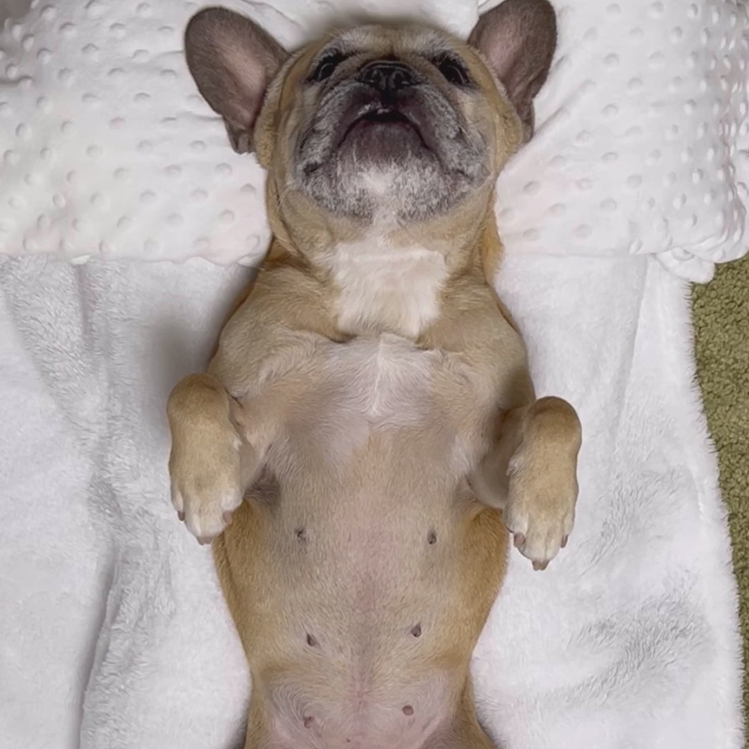 Multi Roller 3 In 1 Doggo Massager