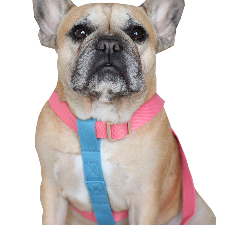 Pink/Sky Blue Easy Peasy Harness Set (6547456688262)