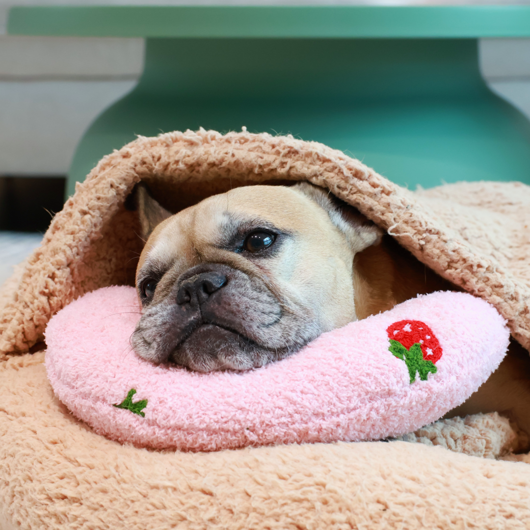 Soothing Pet Pillow - Fruit