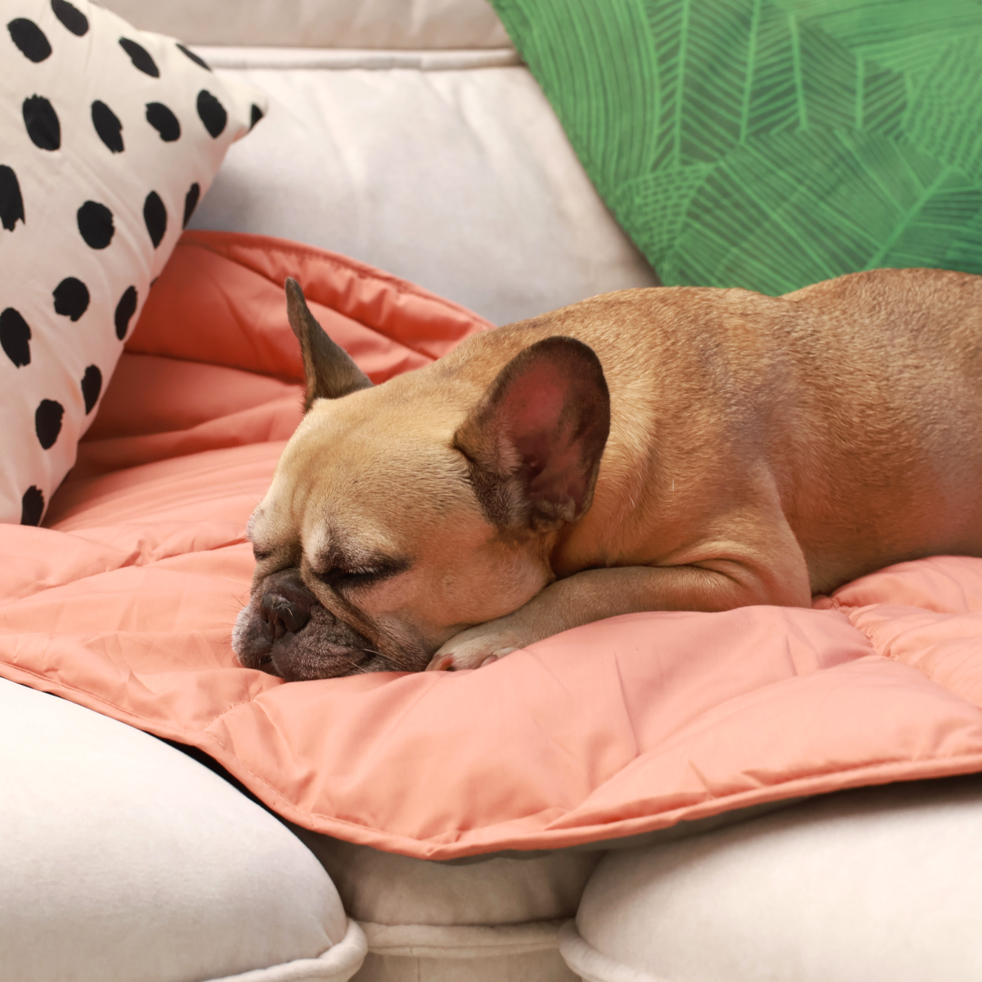 Griffin's Haru Mellow Mat dog bed dog blanket couch throw