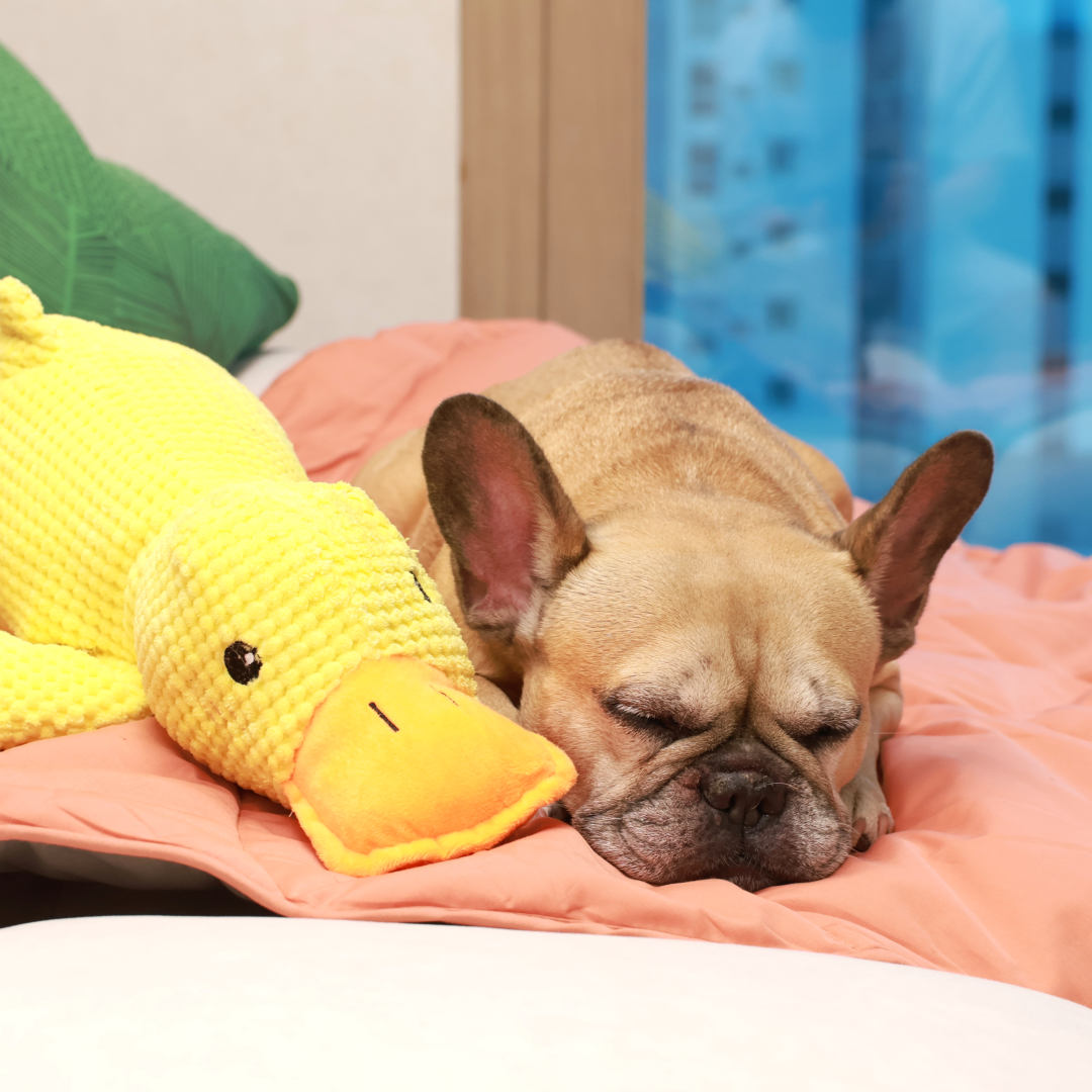 Griffin's Haru Mellow Mat dog bed dog blanket couch throw