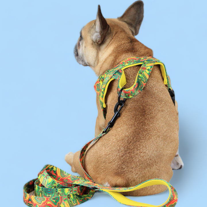 No Pull Padded Doggo Harness Set - Sunshine Yellow