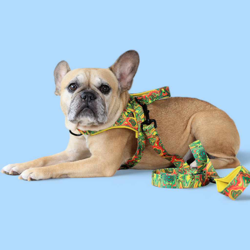 No Pull Padded Doggo Harness Set - Sunshine Yellow