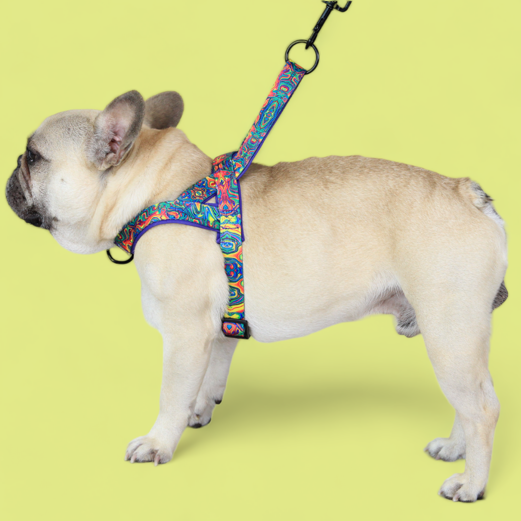 No Pull Padded Doggo Harness Set Griffin s Haru