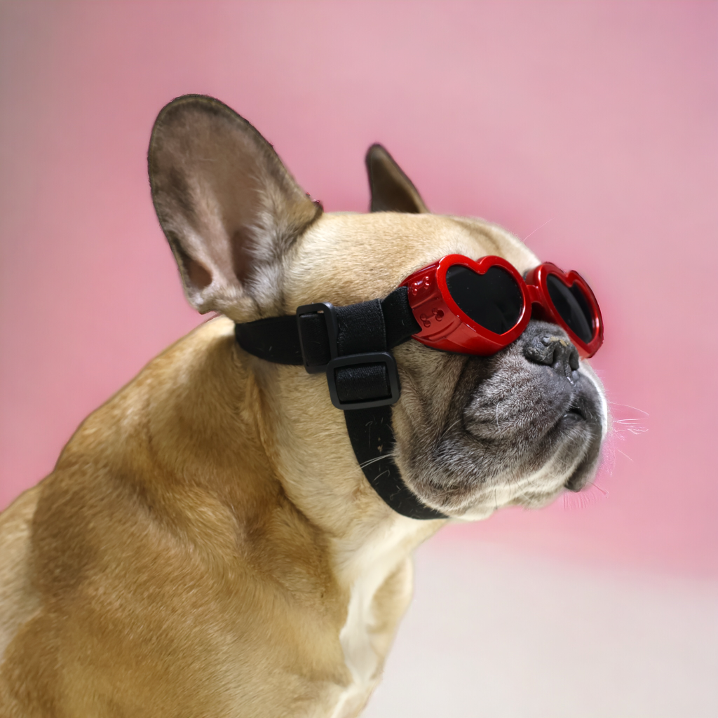 french bulldog goggles Doggo goggles – Griffin's Haru